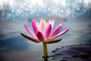 framedposter-print-lotus-in-the-morning-dew