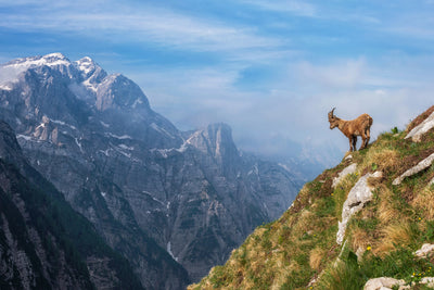 poster-print-alpine-ibex-in-the-mountains-x