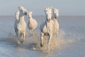 framedposter-print-horses-xue