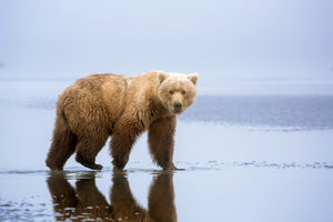 framedposter-print-the-bear-walk-x