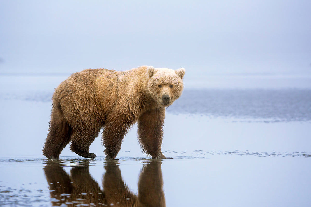 framedposter-print-the-bear-walk-x