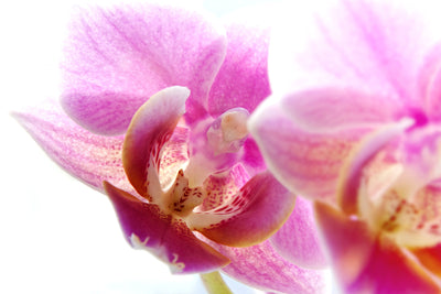 poster-print-magnificent-phalaenopsis
