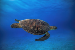 aluminium-print-green-turtle-in-the-blue