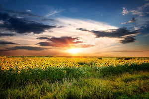 modern-3-piece-aluminium-print-a-field-of-sunflowers