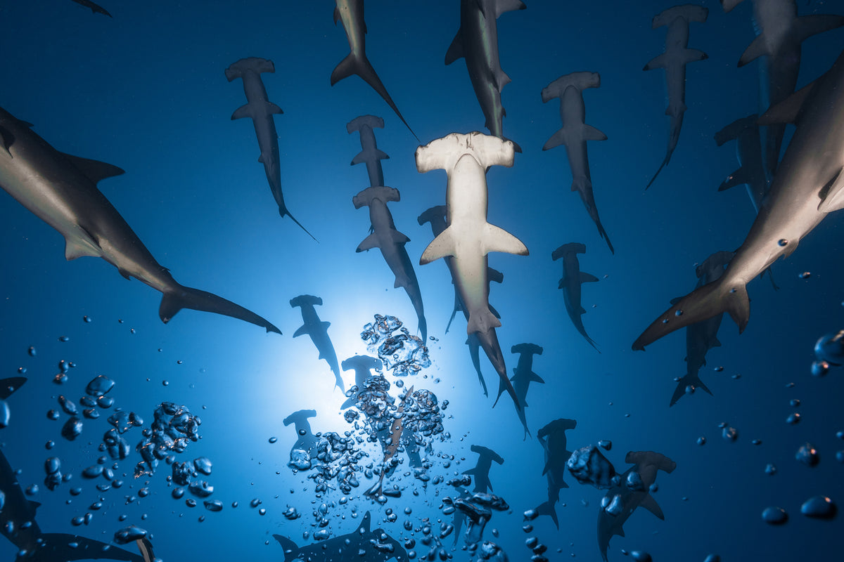 3-piece-aluminium-print-hammerhead-shark