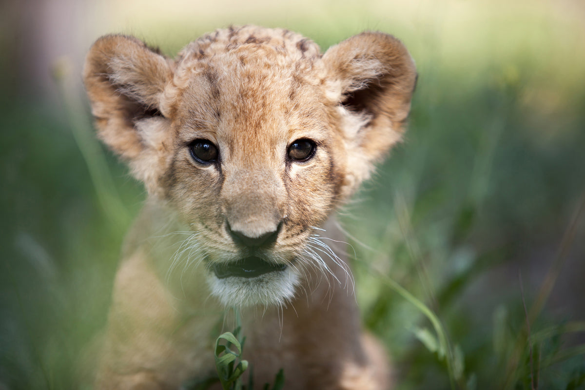 modern-3-piece-canvas-print-lion-baby