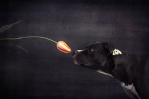 framedcanvas-print-first-approach-hildegard-and-the-tulip