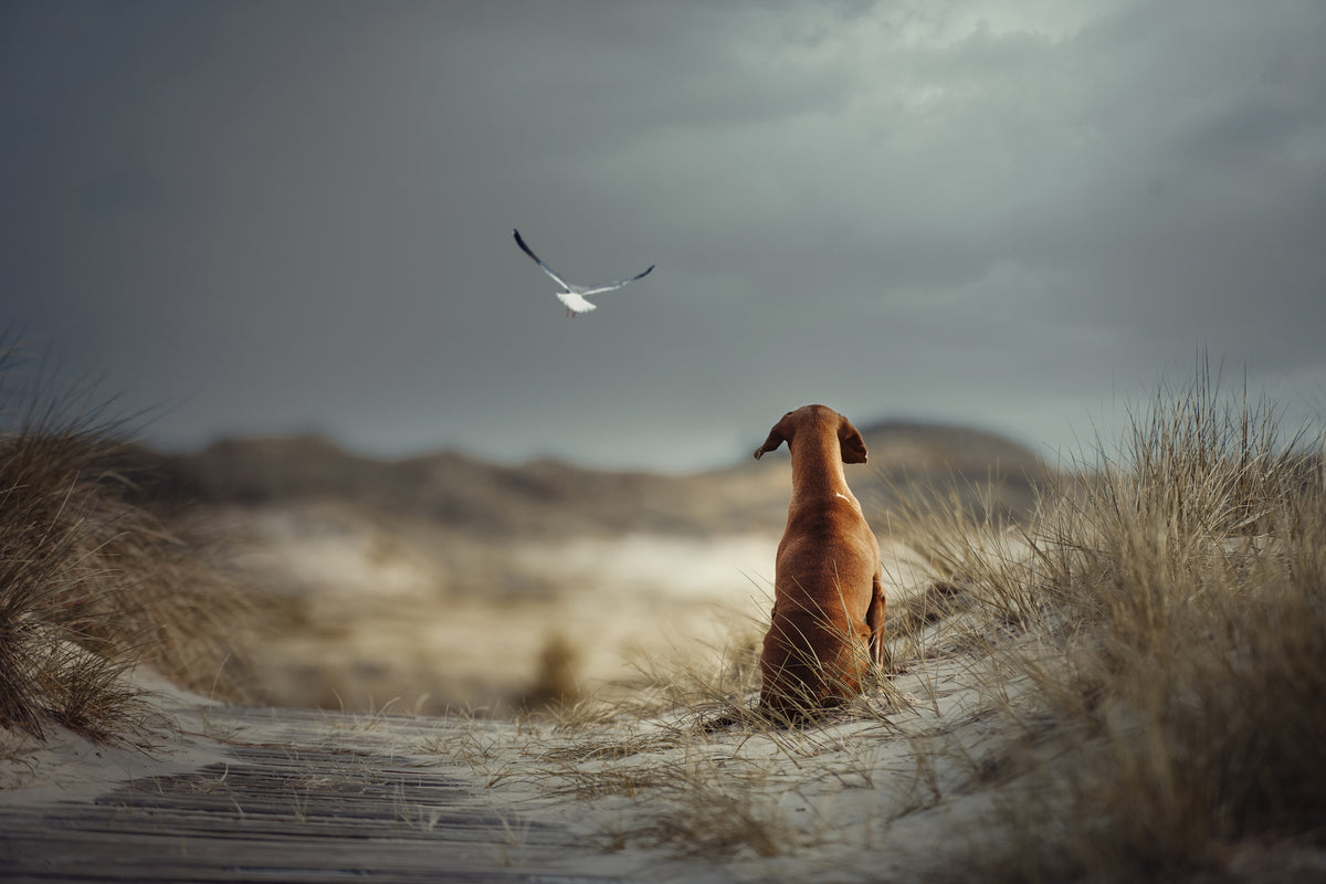 canvas-print-freedom-ii-x