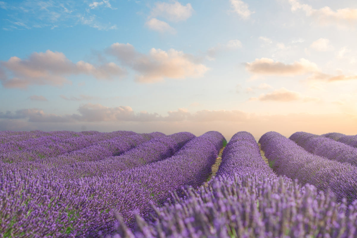 3-piece-aluminium-print-the-blooming-lavender-field