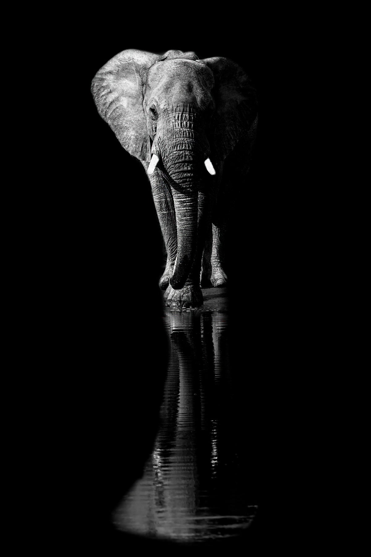 poster-print-elephant-xsa