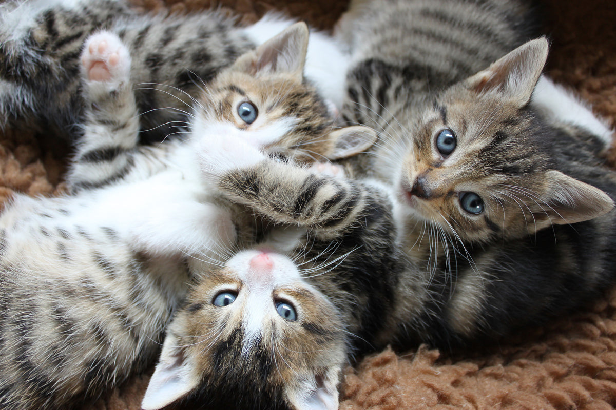 framedcanvas-print-many-kittens