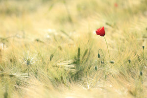 framedposter-print-a-poppy