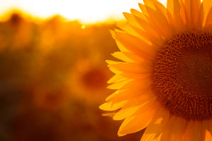 acrylic-print-macro-sunflower