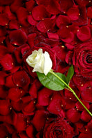 acrylic-print-bed-of-roses