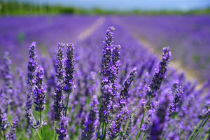aluminium-print-the-lavender-flowers