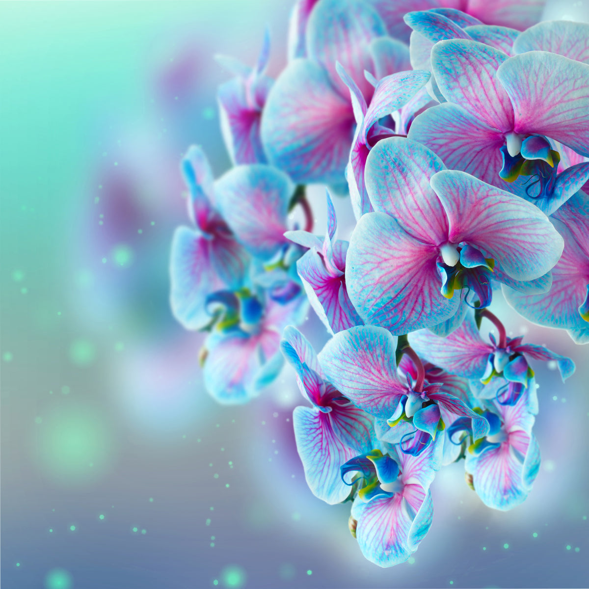 4-piece-canvas-print-colored-orchids