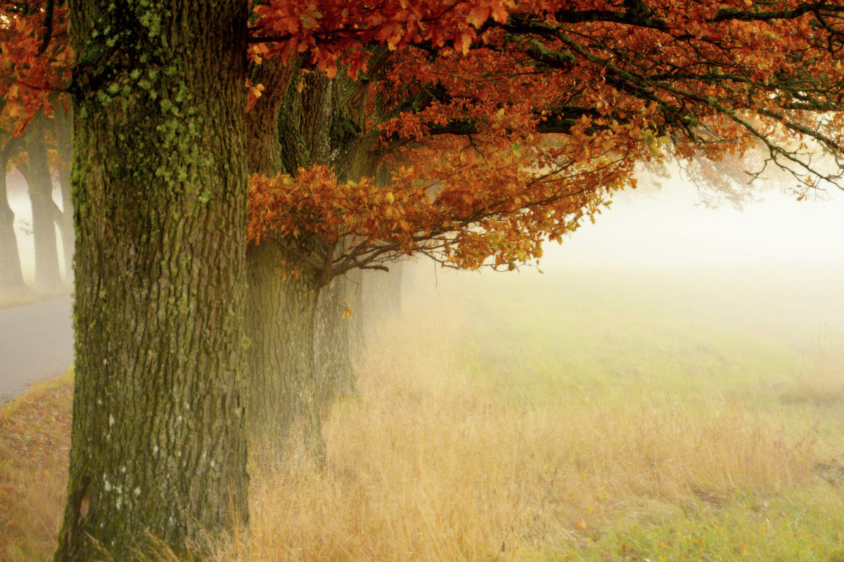 framedcanvas-print-autumn-fog-x