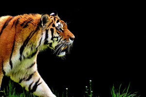 3-piece-aluminium-print-imposing-tiger