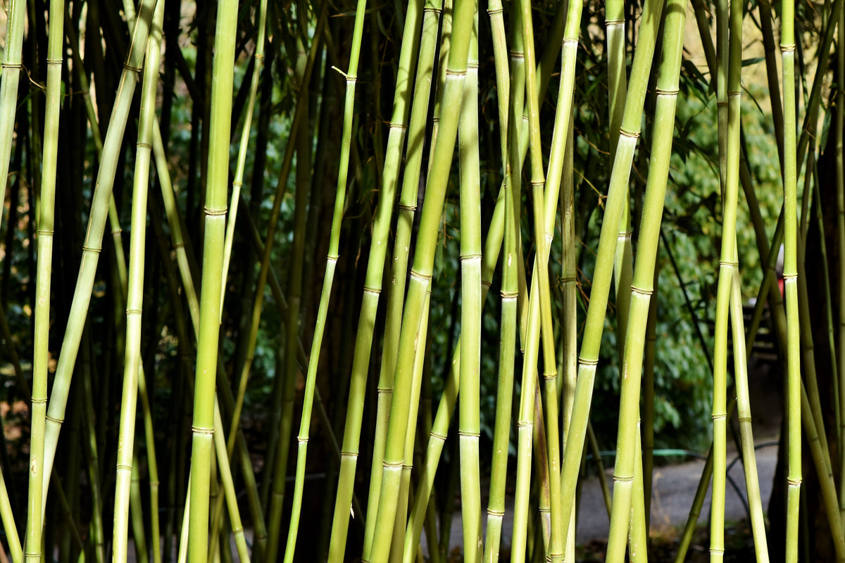 3-piece-aluminium-print-fresh-bamboo