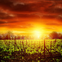 4-piece-aluminium-print-the-vineyard-at-sunset