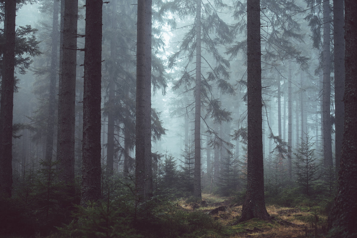 aluminium-print-forest-in-the-fog