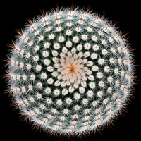 poster-print-notocactus-scopa
