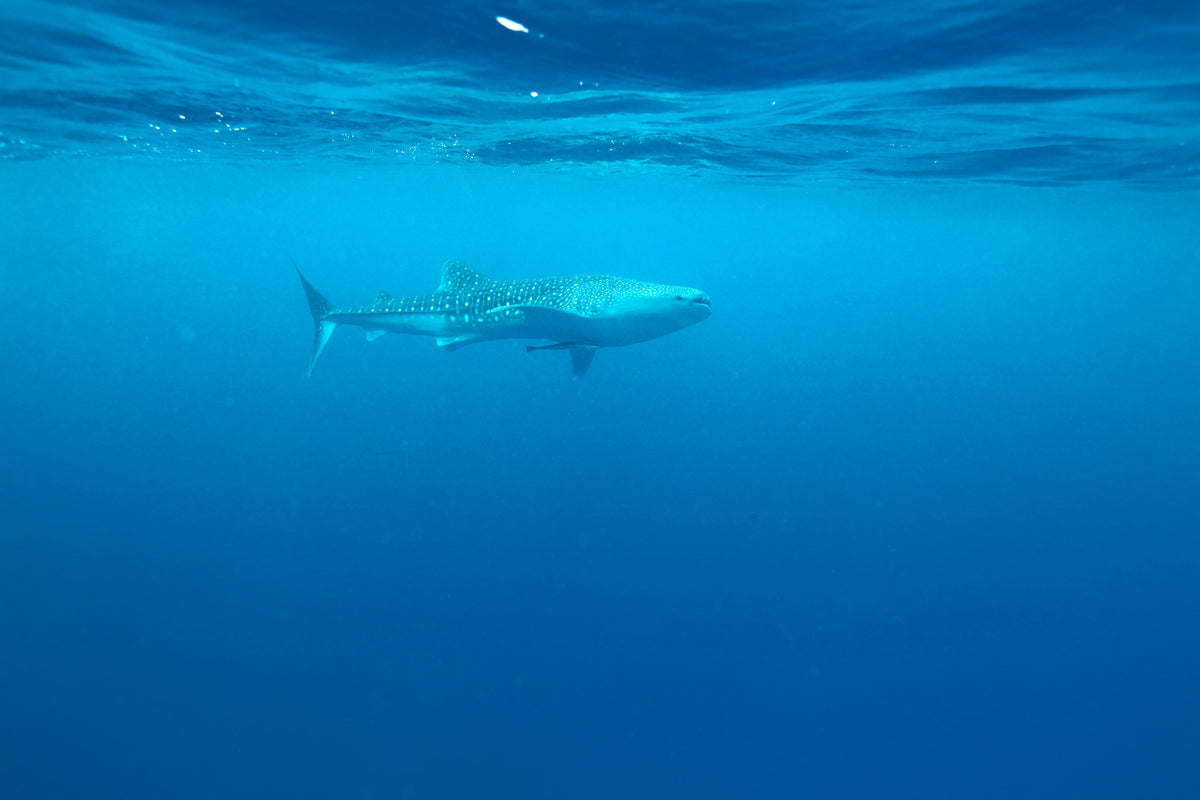 3-piece-acrylic-print-the-whale-shark