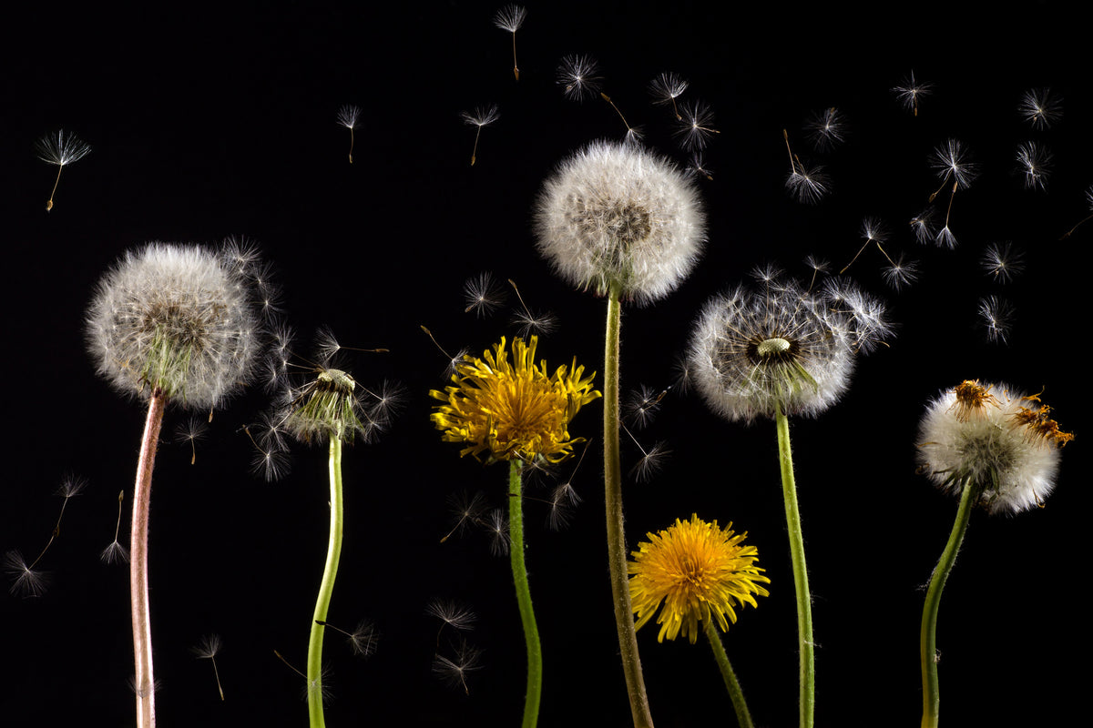 poster-print-the-phases-of-dandelion