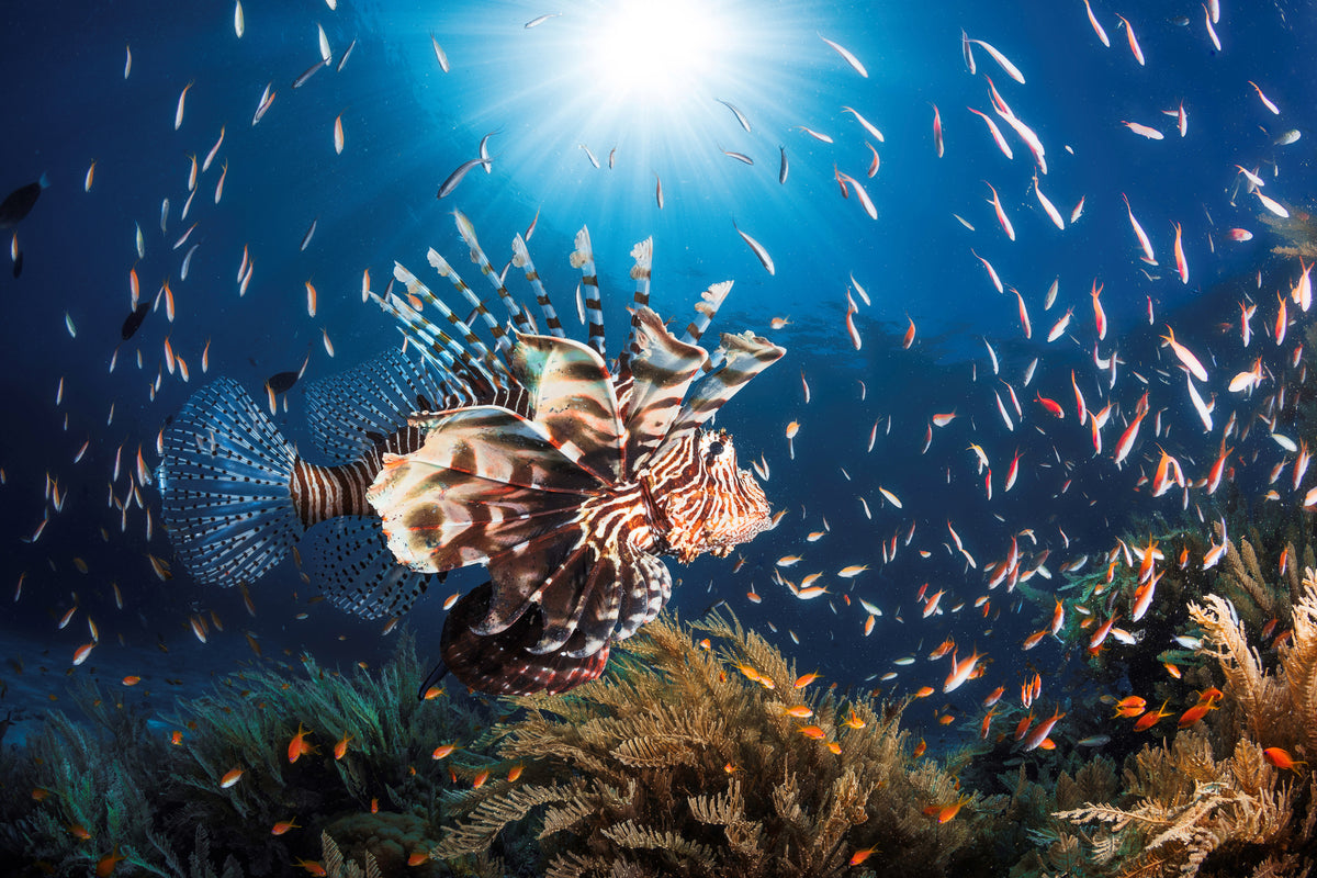framedcanvas-print-lionfish