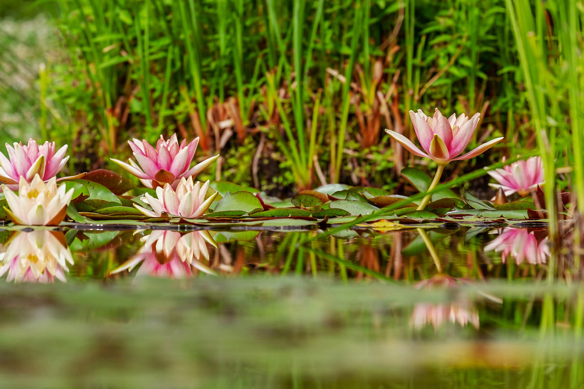 framedposter-print-wild-water-lilies
