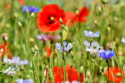 poster-print-the-wild-poppy-xl