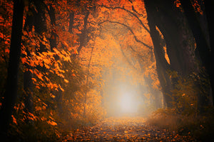modern-3-piece-canvas-print-autumn-light-in-the-forest