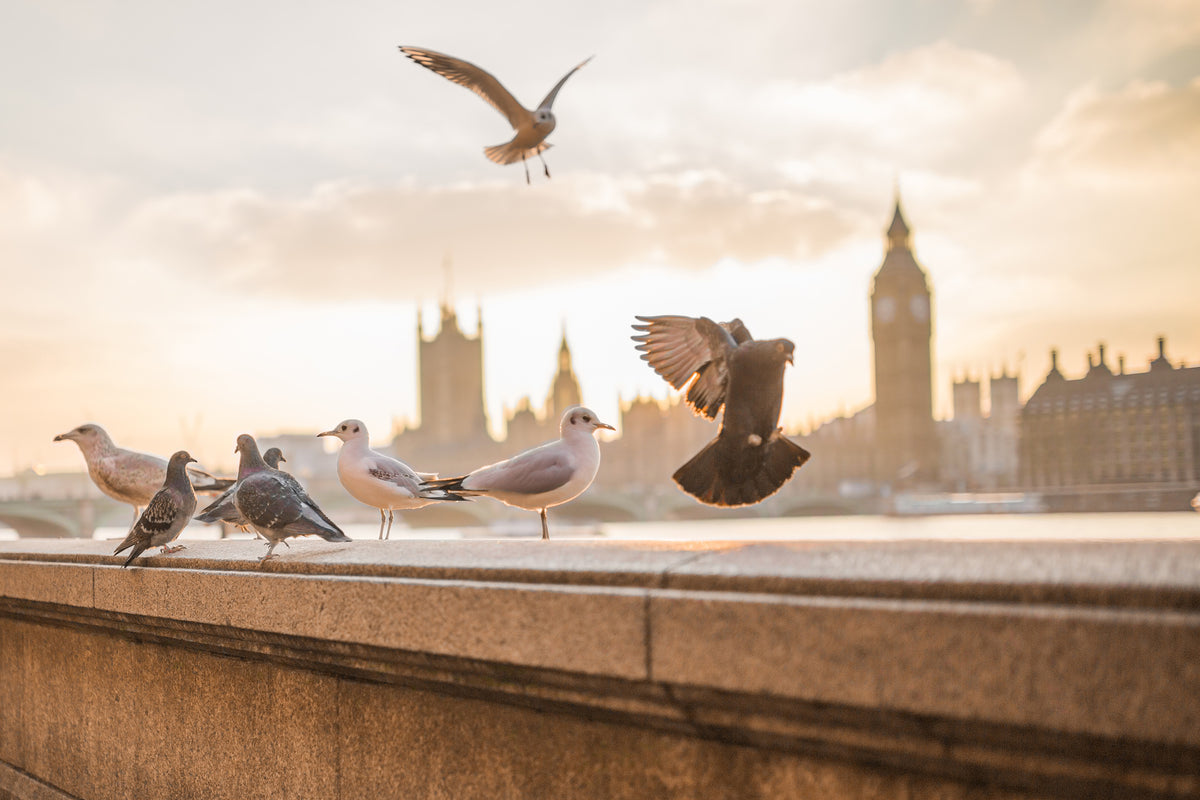 acrylic-print-the-pigeons-on-the-roof