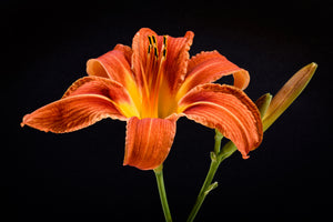 acrylic-print-a-lily-flower-in-orange