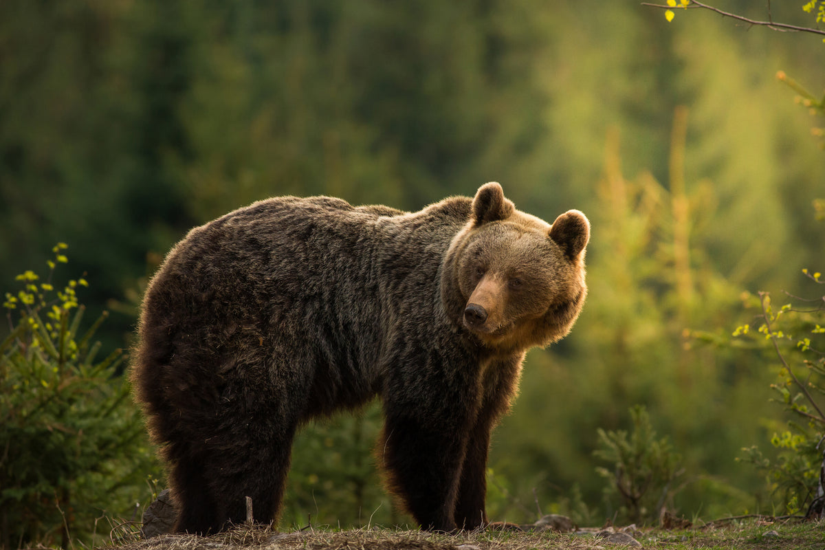 aluminium-print-backlit-bear-x