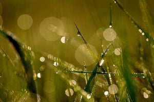 acrylic-print-dew-in-the-morning