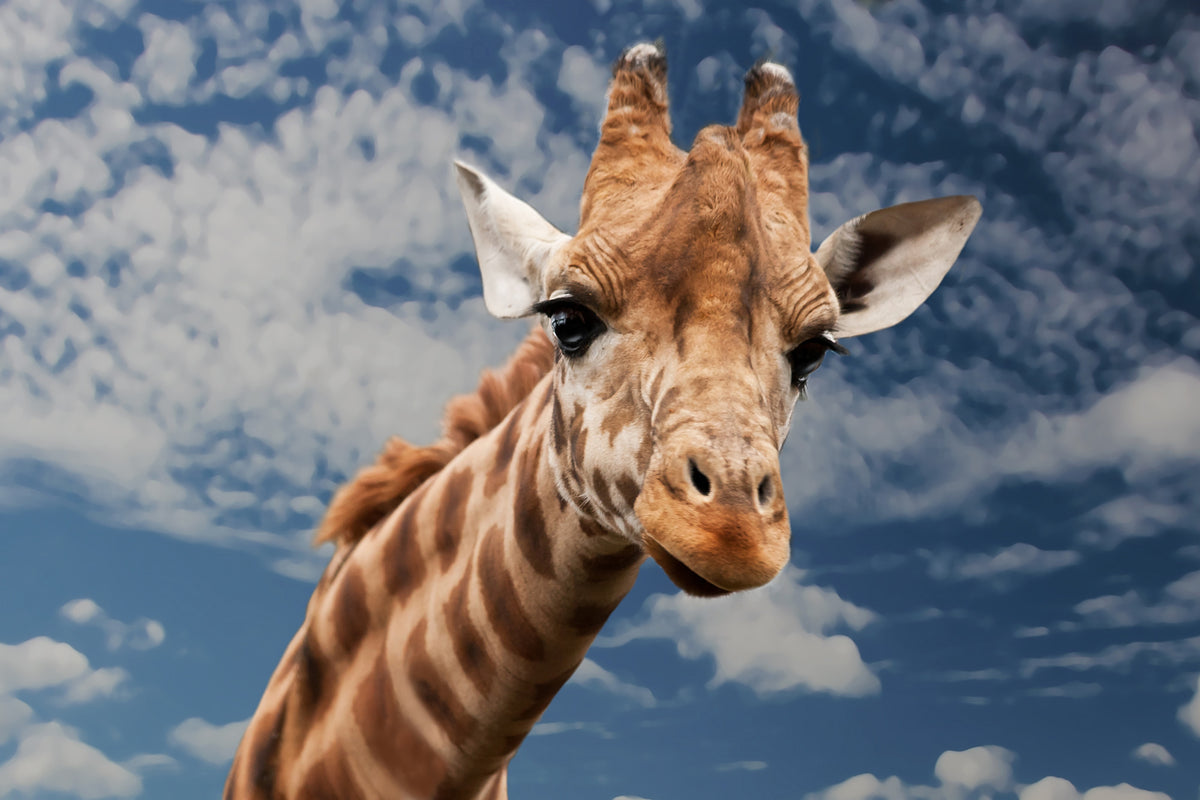 3-piece-aluminium-print-attention-giraffe