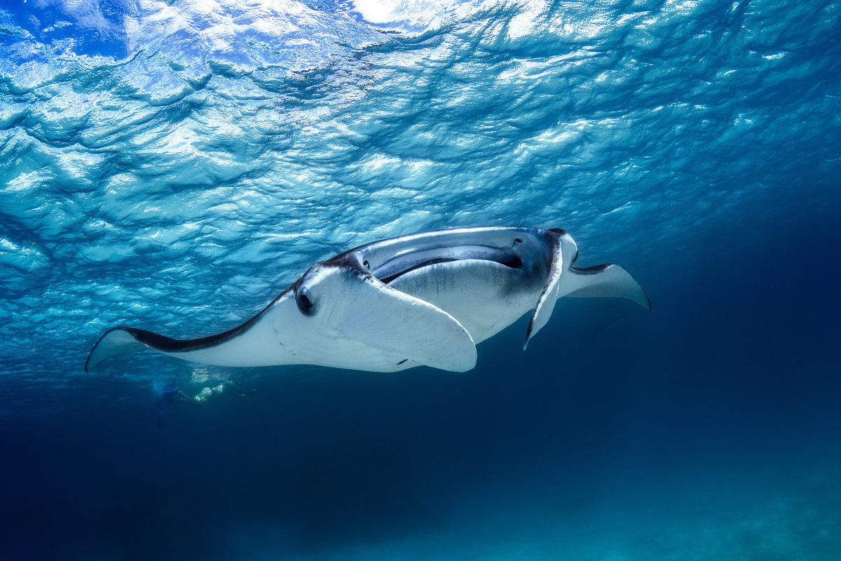 3-piece-acrylic-print-manta-ray