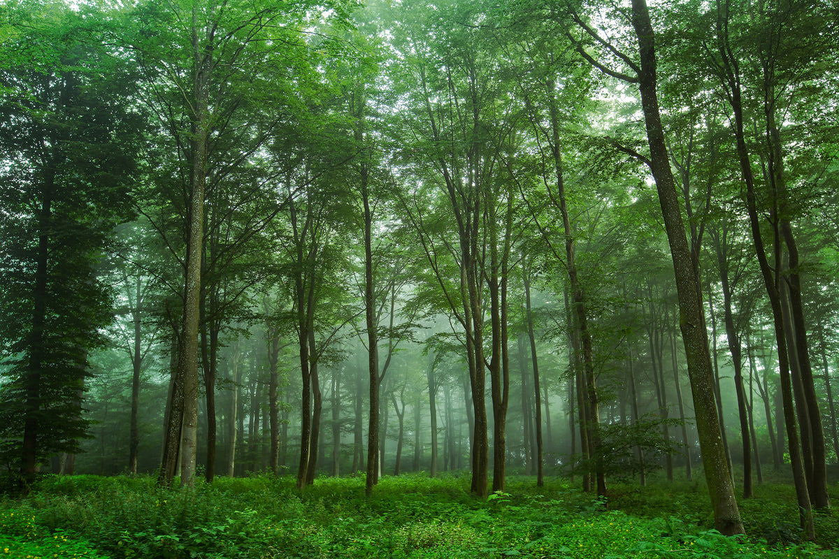 framedposter-print-forest-view-x