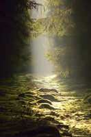 acrylic-print-the-wild-way