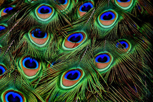 modern-3-piece-canvas-print-peacock-feathers-xxl