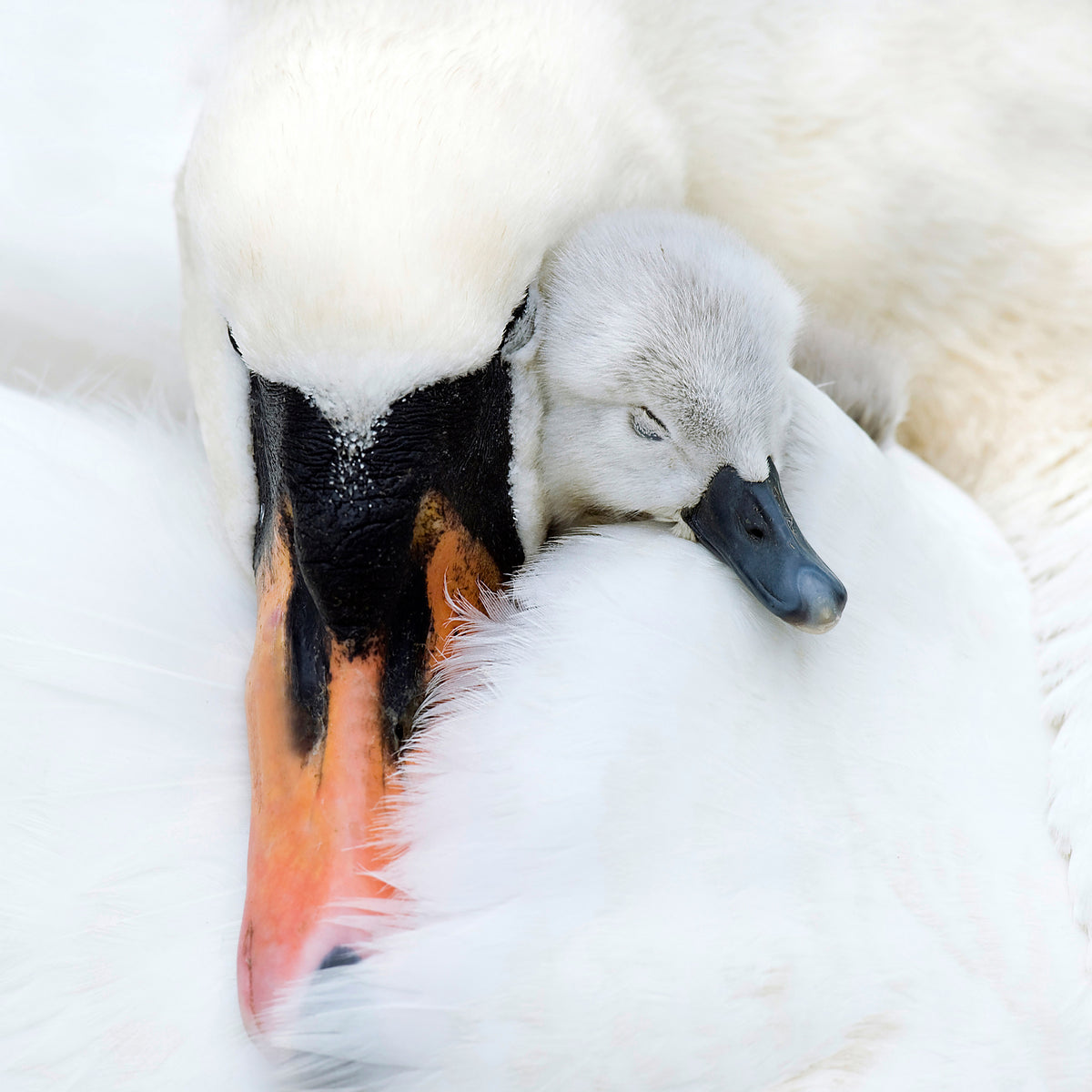 aluminium-print-a-mothers-love-x