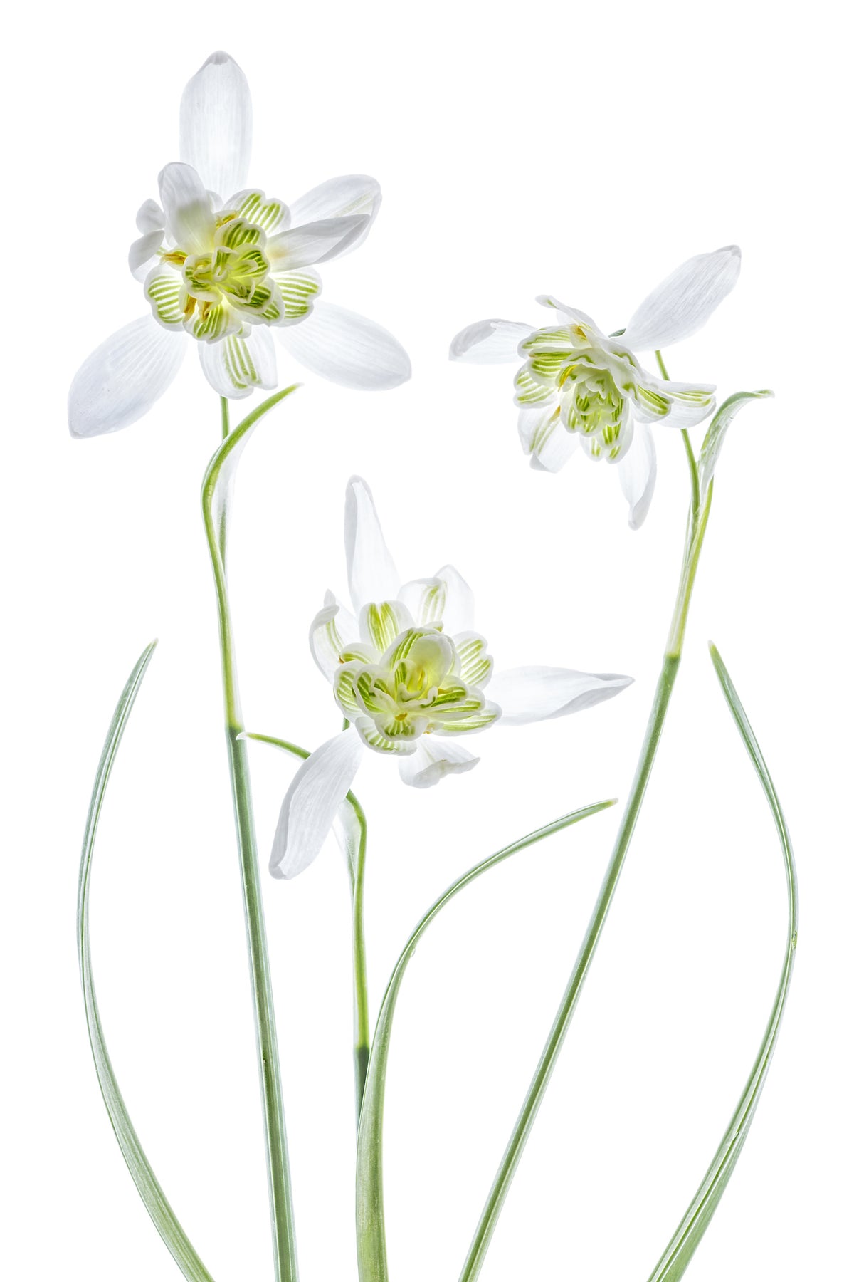 canvas-print-galanthus-flore-pleno