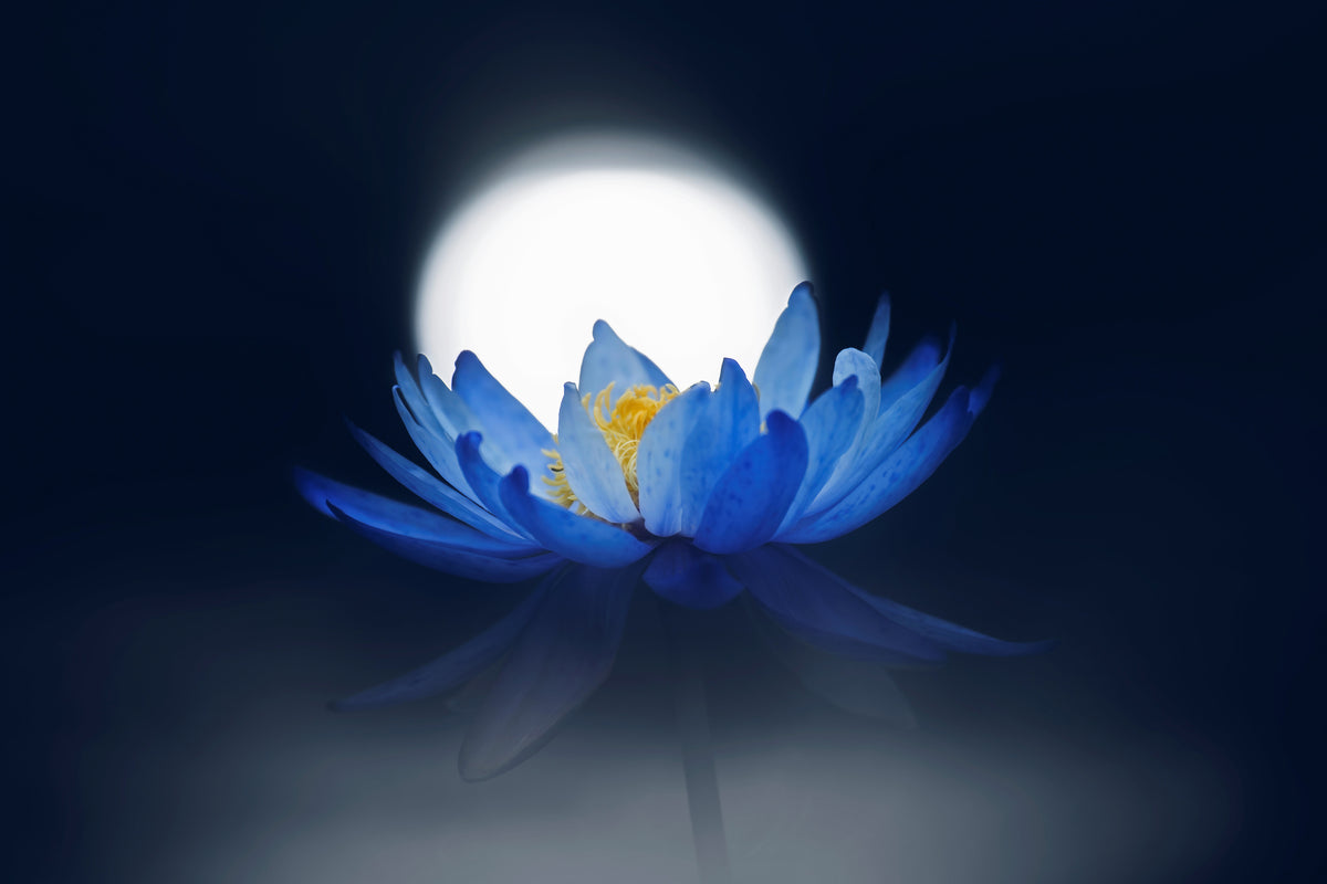 framedposter-print-fleeting-dream-x