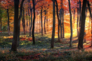 framedposter-print-autumn-woodland-sunrise-x