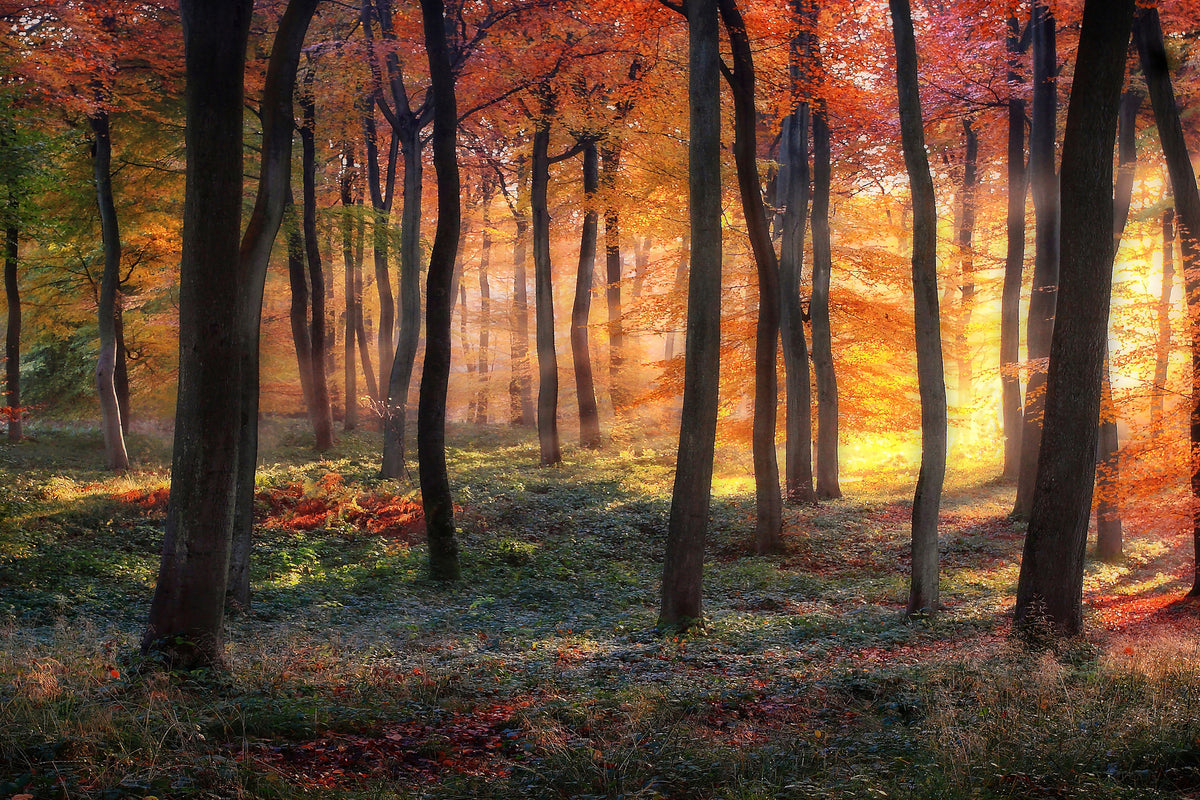 framedposter-print-autumn-woodland-sunrise-x