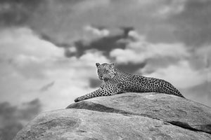 canvas-print-leopard-on-a-kopje-x
