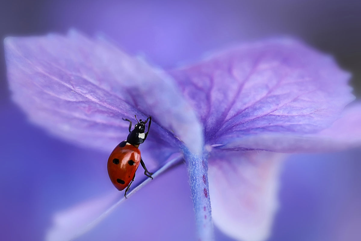 modern-3-piece-acrylic-print-ladybird-on-purple-hydrangea