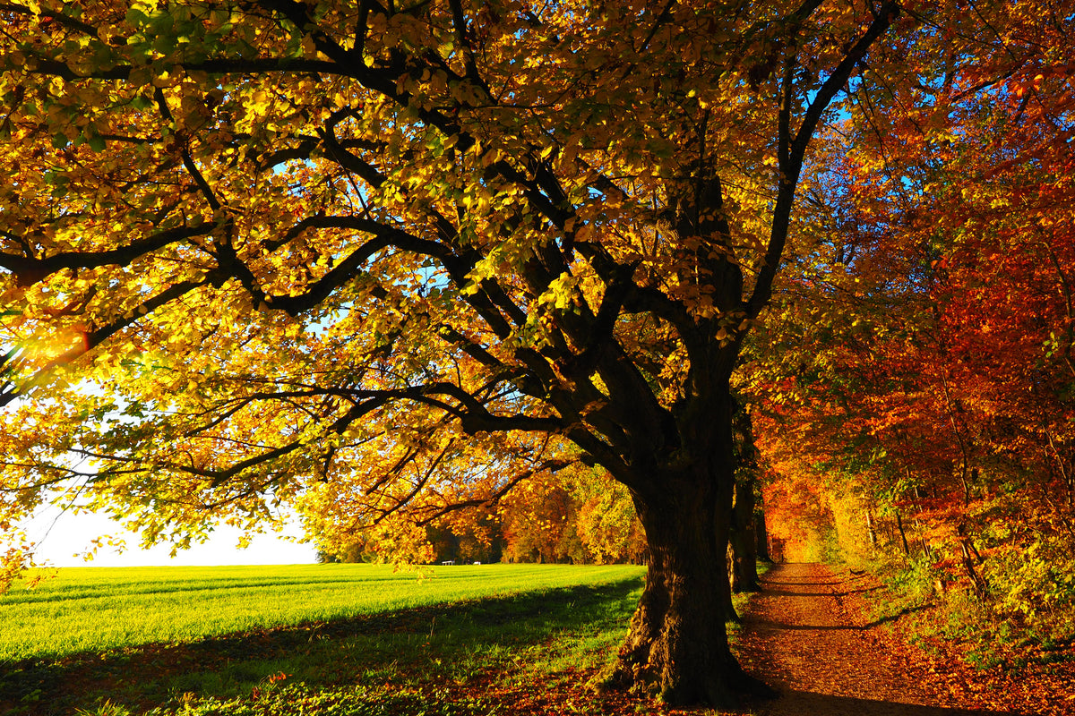 3-piece-acrylic-print-trees-in-the-autumn