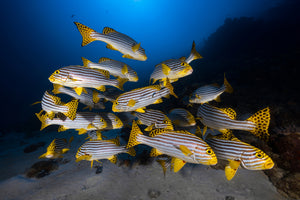 acrylic-print-fish-in-the-dance-of-the-waves